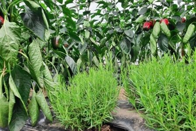 Zero-fyto bladluisbeheersing in paprika: nuttigen effectiever dan intercropping met rozemarijn