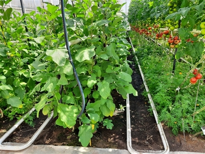 Groenbemesters inzaaien net voor of eventueel net na het planten in verwarmde serre