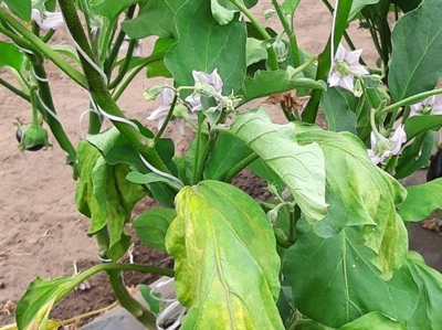 Rapport: Enten van aubergines in tunnel is een meerwaarde