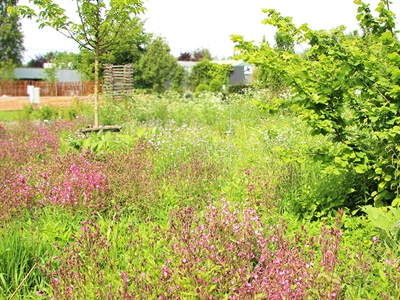 Proefveldbezoek Groenvoorziening: Multifunctioneel natuurlijk groen - Destelbergen