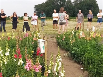 Van irrigatie tot groenbemesters: hoogtepunten van het Proefveldbezoek (bio)bloemen