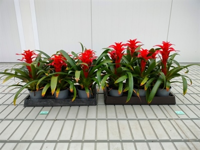 Verrassende resultaten temperatuurintegratieproef bij Bromeliaceae