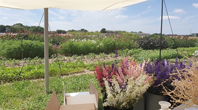 Verruimen afzetperiode bij biobloemen door maatregelen op het veld en aanpassingen aan het assortiment