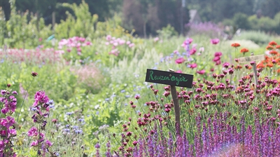 Biobloemen: kleur van op het bioveld tot bij de consument