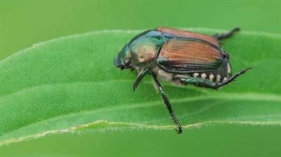 Artikel Beware & Note: melding en detectie van plantschadelijke organismen