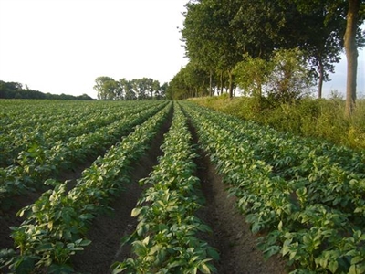 11% van productie 2023 nog in het veld