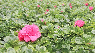 Radia vanaf 15 maart tijdelijk toegelaten als groeiregulator in azalea