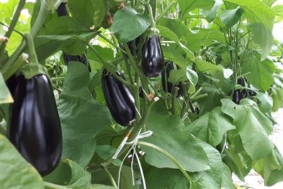 Video: Aquaponics met aubergines en omegabaars