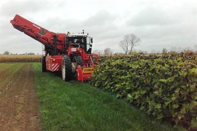 Presentatie 'De teelt van yacon onder de loep'