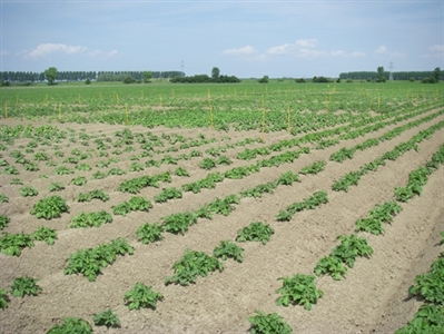 Pootgoed en plantafstanden