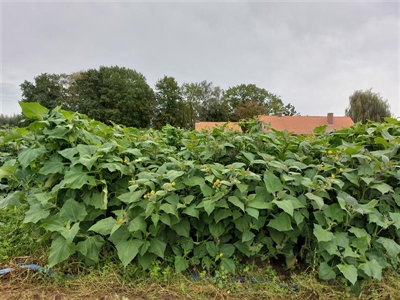 Onderzoek naar teeltoptimalisatie yacon