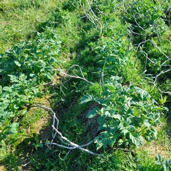 Waarschuwingsbericht aardappelziekte - 14 mei 2024