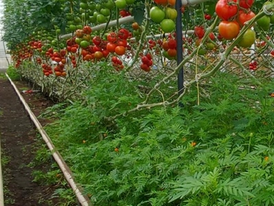 Mogelijkheden van groenbemesters in verwarmde serre