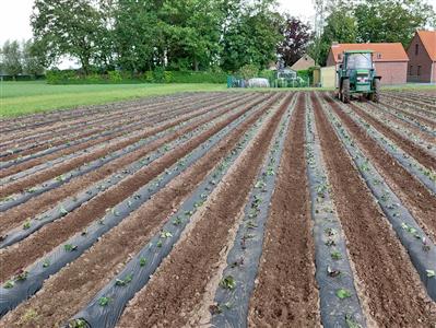 Bataatseizoen komt traag op gang