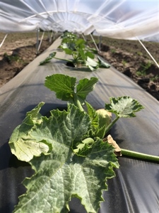 Rapport: Minitunnels voor vervroeging van bio courgette