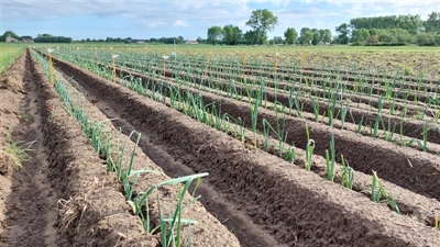 Prei planten tussen de buien door