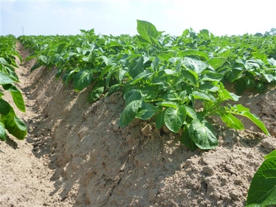 Plantactiviteiten liggen nog altijd stil