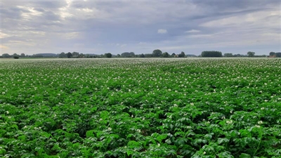 Hebben mijn aardappelen genoeg stikstof?