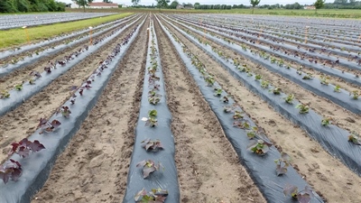 Nog volop bataat aan het planten