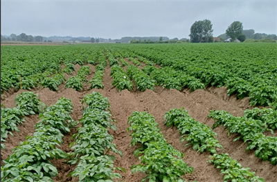 Nieuwe aardappelrassen in proef