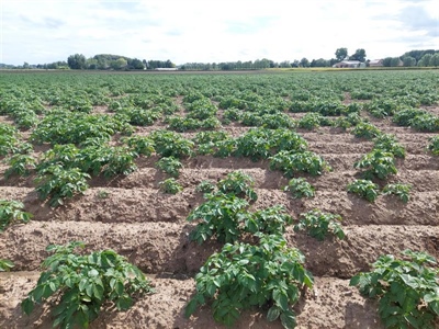 Problemen in het veld