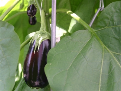 Presentatie optimalisatie aubergineteelt: rassenkeuze en belang van geënte planten