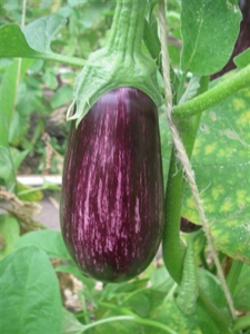 Presentatie optimalisatie aubergineteelt: rassenkeuze en belang van geënte planten