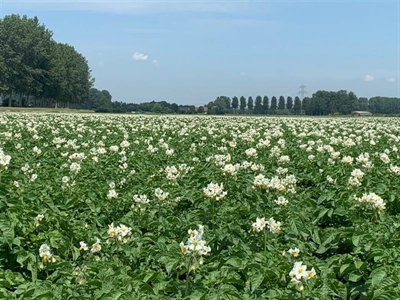 Nog nooit zoveel onzekerheid - Persbericht NEPG