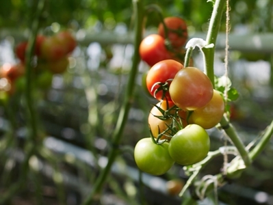 Infofiche 'Ergonomie in de tomatenteelt'