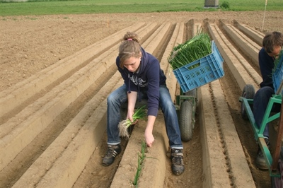 Presentatie ergonomie in de (bio)land- en tuinbouw