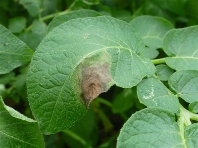 Waarschuwingsbericht aardappelziekte BIO - 16/07/24