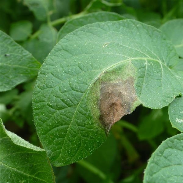 Waarschuwingsbericht aardappelziekte BIO - 16/07/24