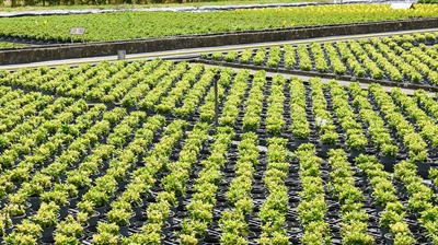 Proefveldbezoek Sierteelt op containerveld - Destelbergen