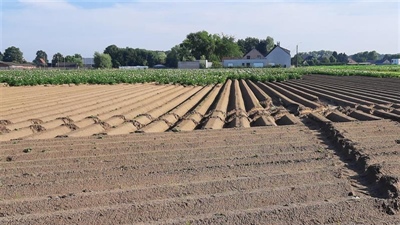 Grote variatie in het veld