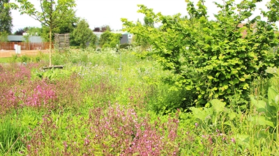 Proefveldbezoek Groenvoorziening: Multifunctioneel natuurlijk groen - Destelbergen