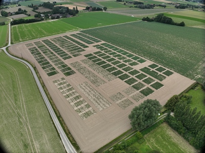 Proefveldbezoek aardappelen - Wannegem-Lede (Kruisem)