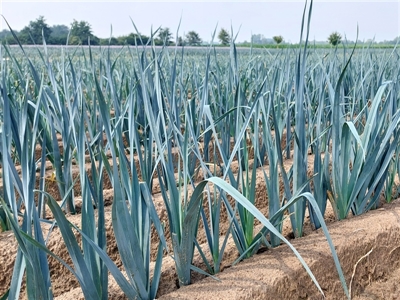 Groeizaam weer geeft boost aan prei