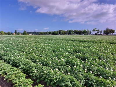 Eerste proefrooiing Fontane: van 4 tot 68 ton/ha...