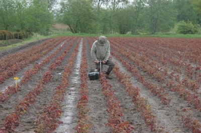 Stikstofanalyses met bemestingsadvies, een must als je ze doordacht inzet