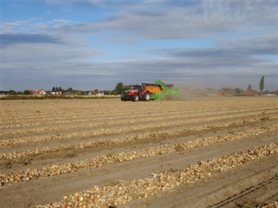 Gunstige weersomstandigheden voor uienoogst