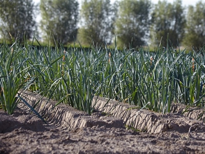 Bemestingstechnieken in prei - Meulebeke