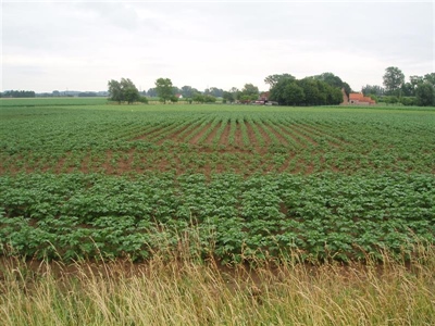 Aardappelcystenaaltjes: opnieuw een toenemend probleem?