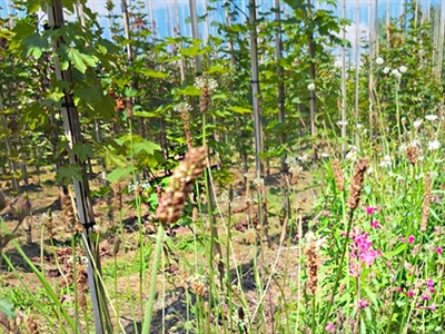 Studiedag bloemenmengsels en biodiversiteit in de boomkwekerij - Lichtaart