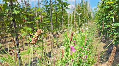 Studiedag bloemenmengsels en biodiversiteit in de boomkwekerij - Lichtaart