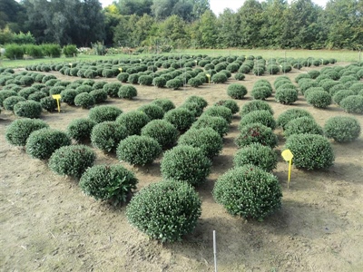 Studiedag Potchrysanten