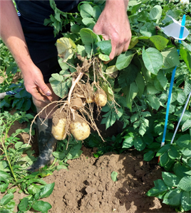 Opbrengst seizoen 2024 vooral bepaald door plantdatum