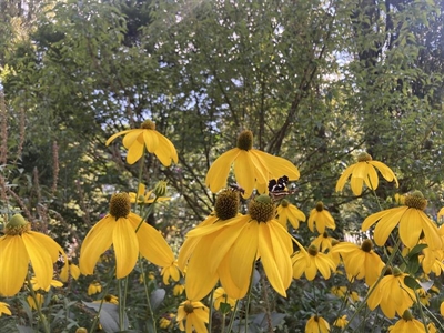 Beau Vivaces: vaste planten als meerwaarde voor biodiversiteit!