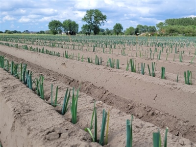 REFLECHI-project wil weerbaarheid van gewassen verhogen