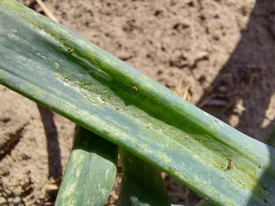 IPMTrips: Geïntegreerde beheersing van de bladtrips Thrips tabaci in openluchtgroenten