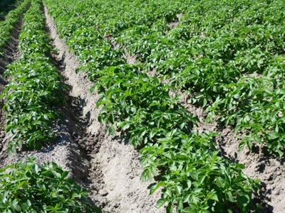 Studieavonden aardappelen in Tongeren, Poperinge en Kieldrecht